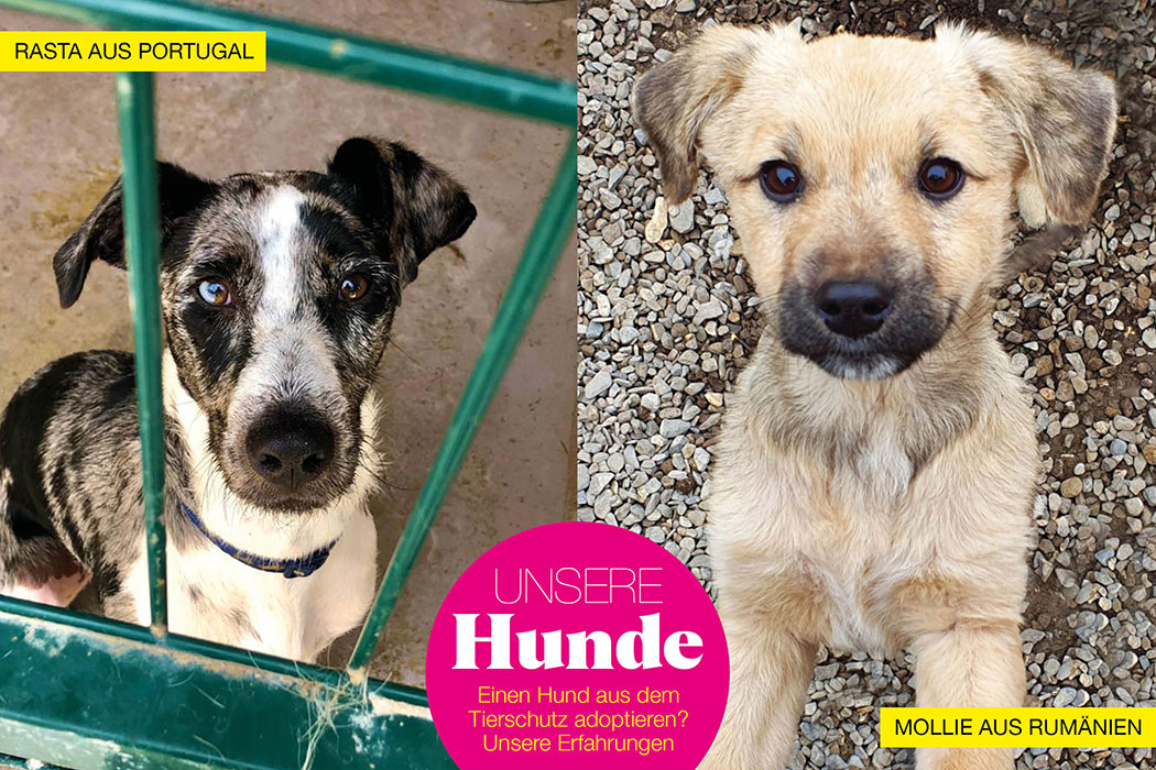 Schlechte Erfahrungen Mit Hunden Aus Dem Ausland Erfahrung mit Hund aus dem Ausland - Ecozient